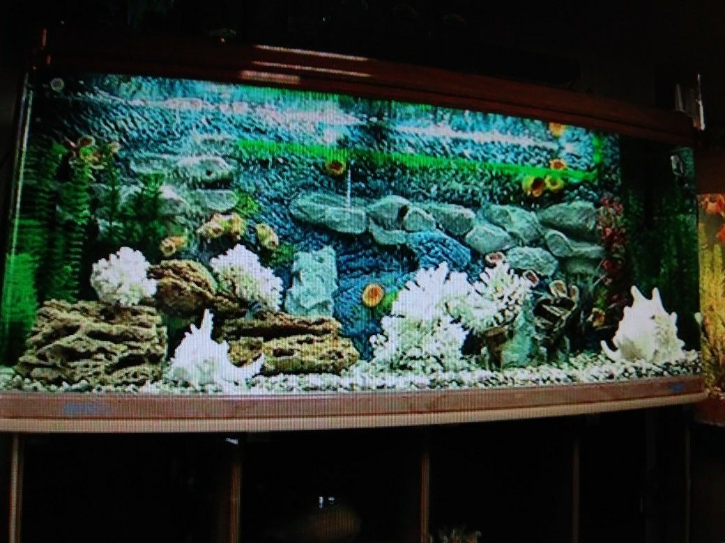 75 gallon jebo curved corner fish tank with lights and hood