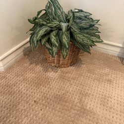 Artificial green plant in brown wicker basket
