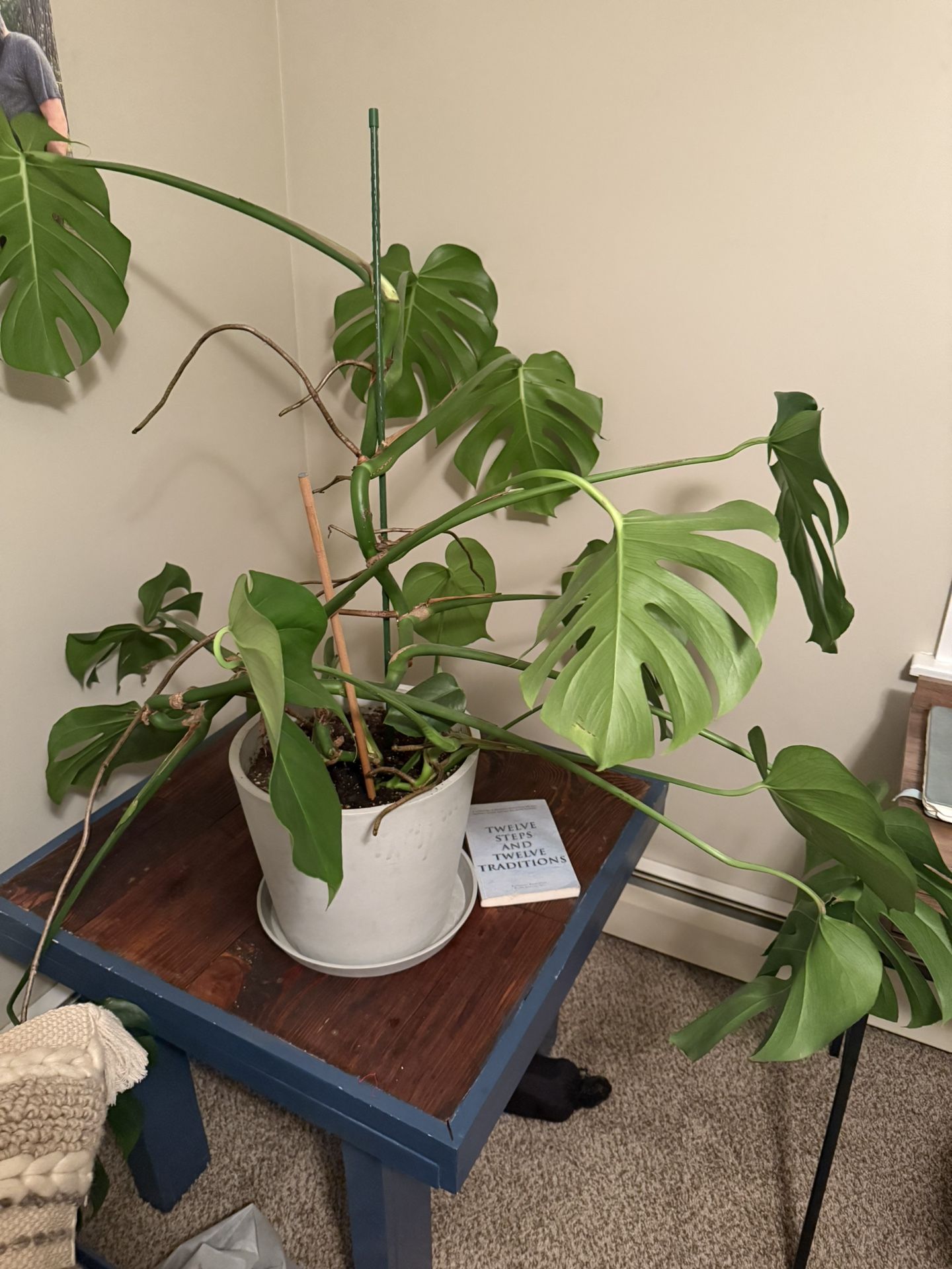 Monstera - Perfect Condition. Well Cared For. Pot Included