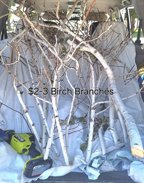 Fresh Cut Birch Tree Branches