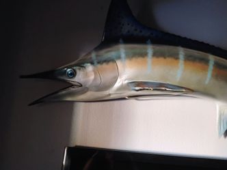 Marlin fish