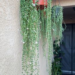 Strings Of Pearls "Cadenas De Rosario " Plant $25