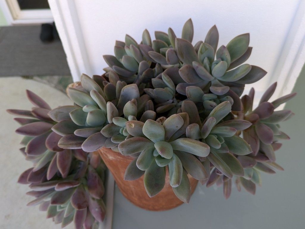 Succulent Plant