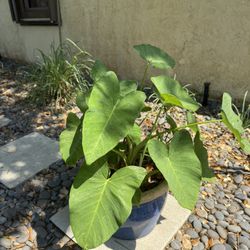 Large Elephant Ear Plant W 12” Blue Glazed Clay Pot