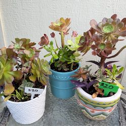 Succulents