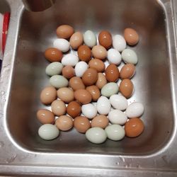 Fresh, Free Range, Eggs...
