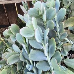 Free Succulent Cuttings 
