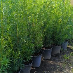 PODOCARPUS PRIVACY HEDGE PLANTS 3GL $8🏡🏡