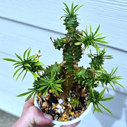 SUPER RARE!! Potted Euphorbia Bupleurifolia X Suzanne Hybrid 
