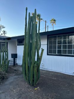Mature large cactus