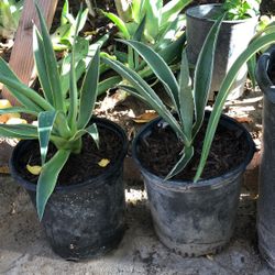 Agave