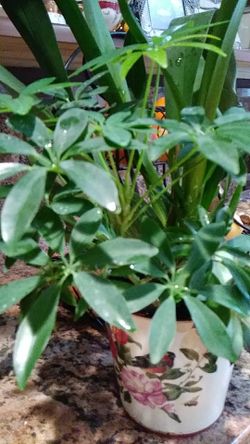 Succulents, umbrella, orchard house plant