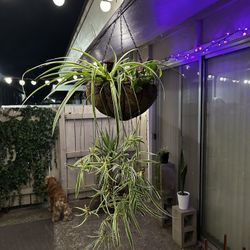 Hanging Shade Basket