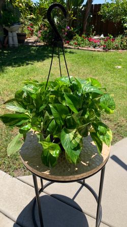 Pothos