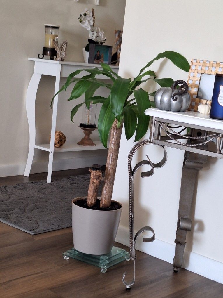 Palm Tree