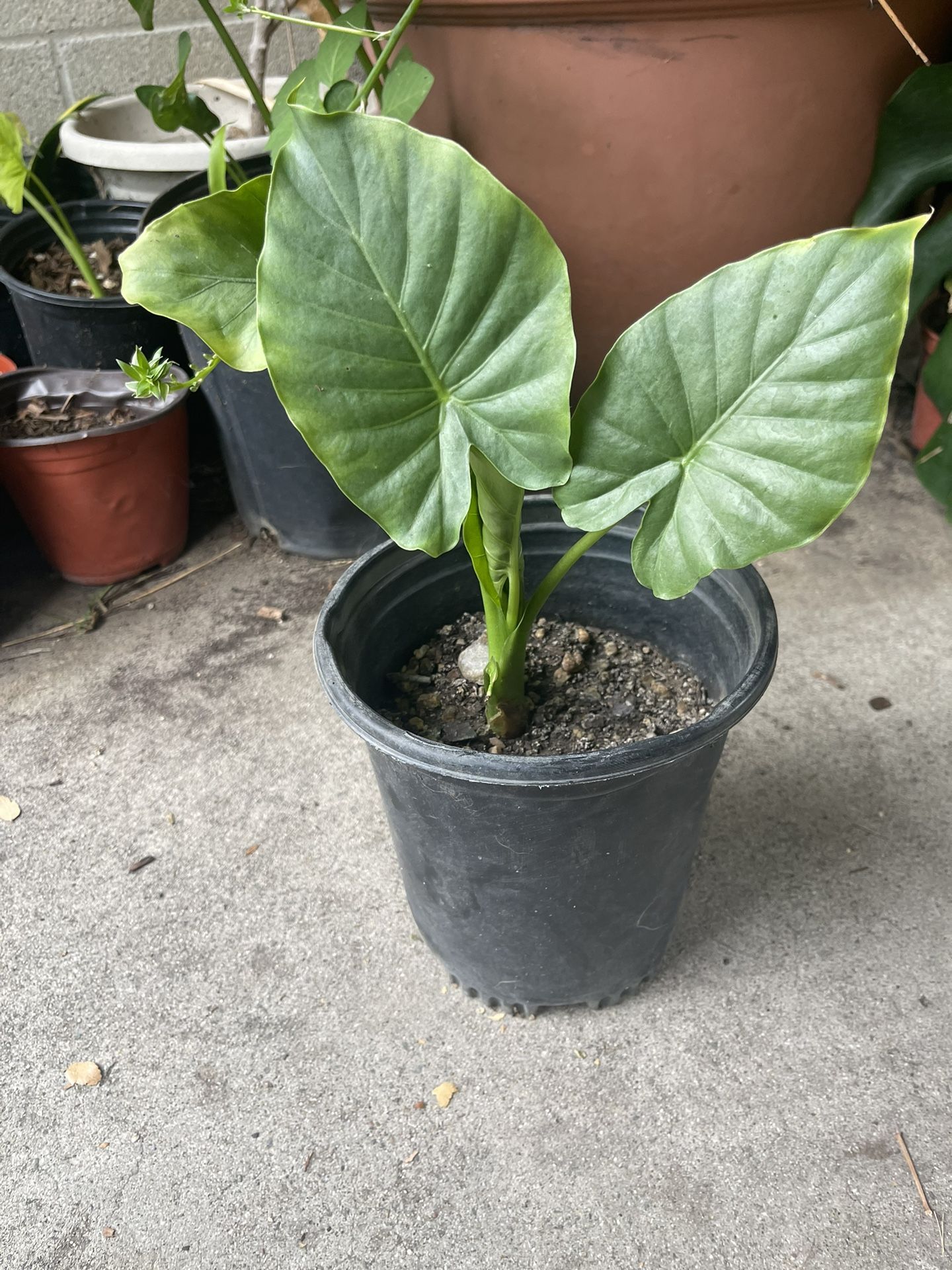 Elephant Ear Plant