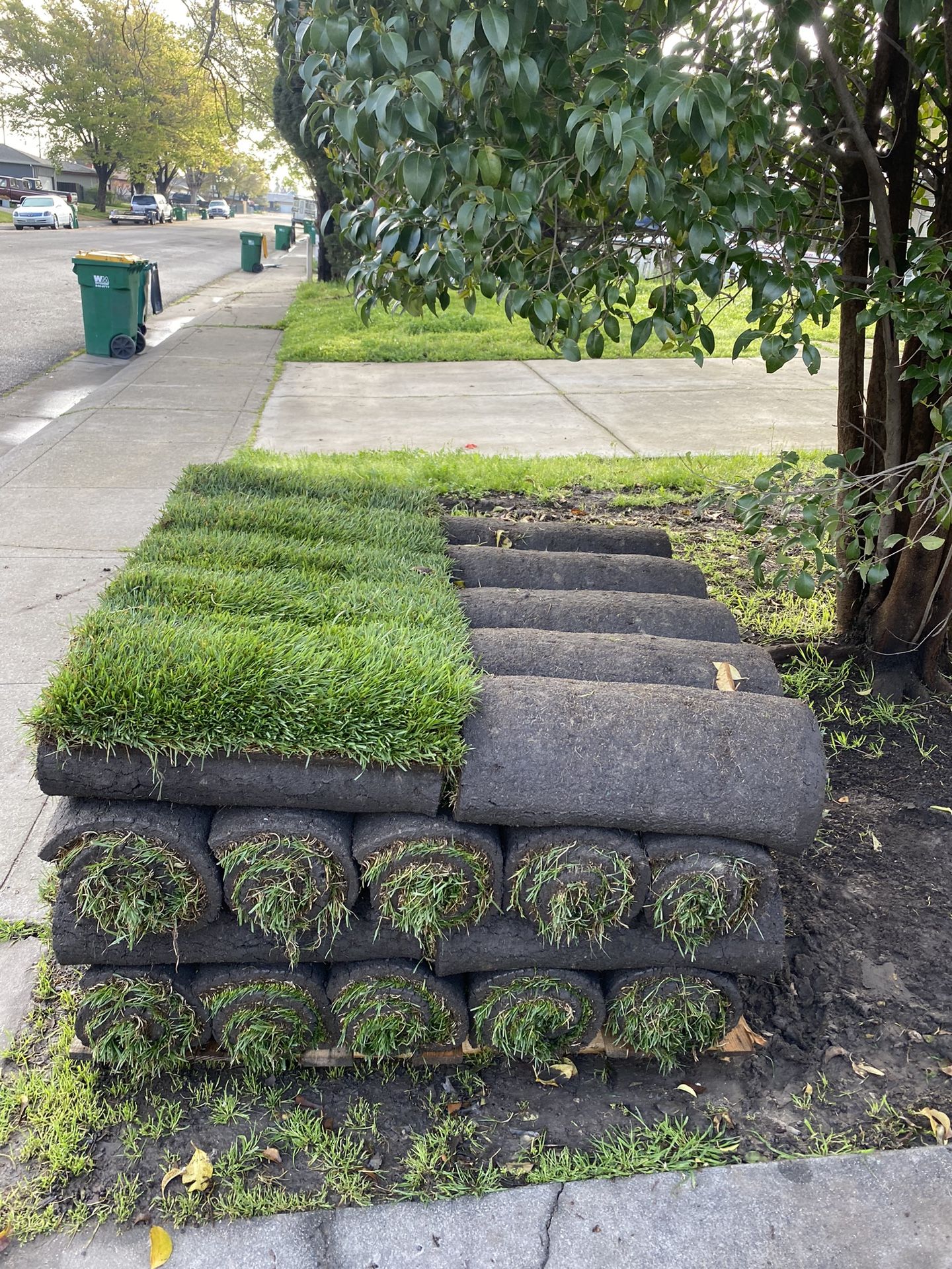 340 Sf Sod Elite Plus Fescue