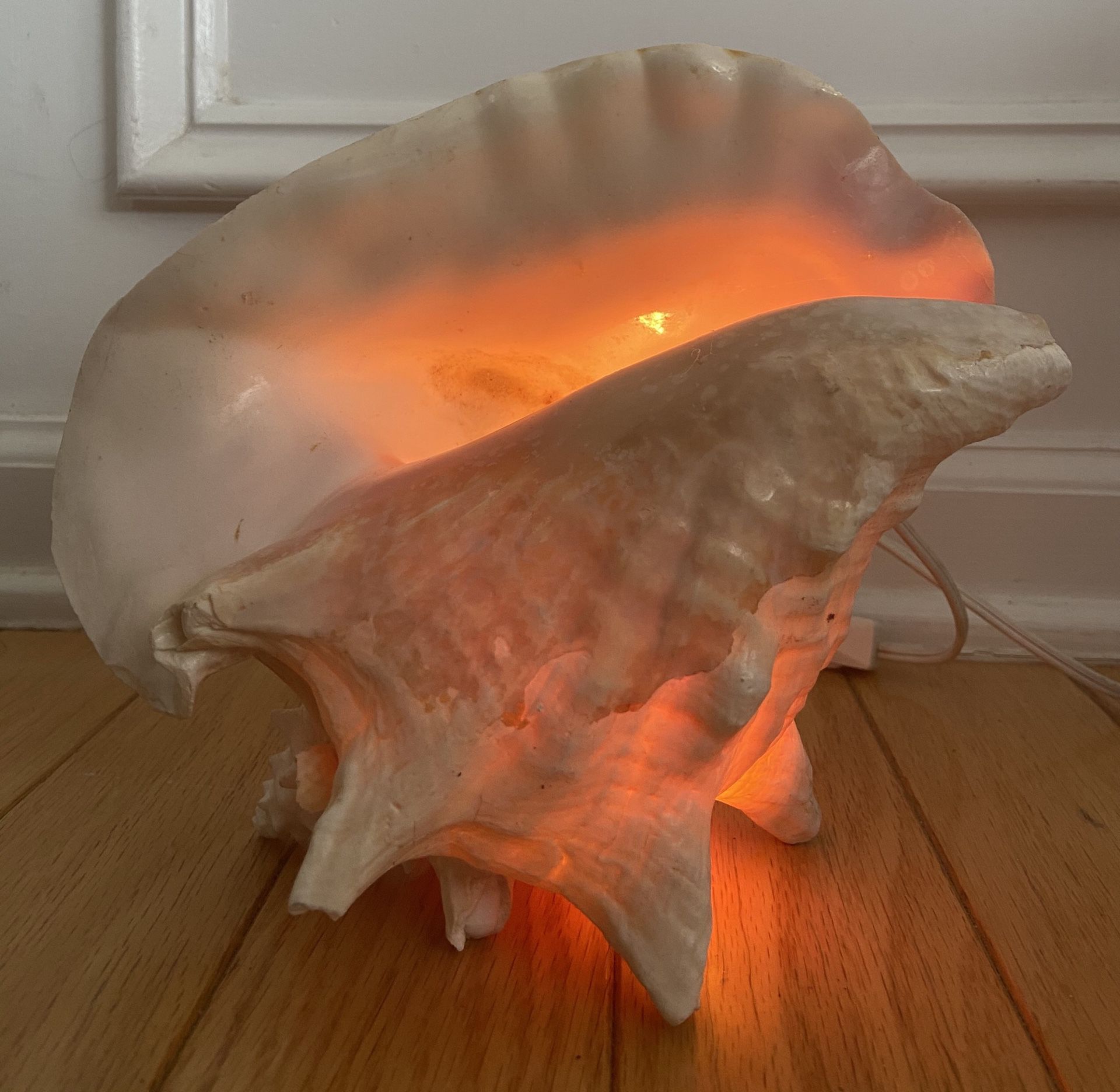Conch Slit Shell Back 6-8, Queen Shell, Seashell Table Top Centerpiece