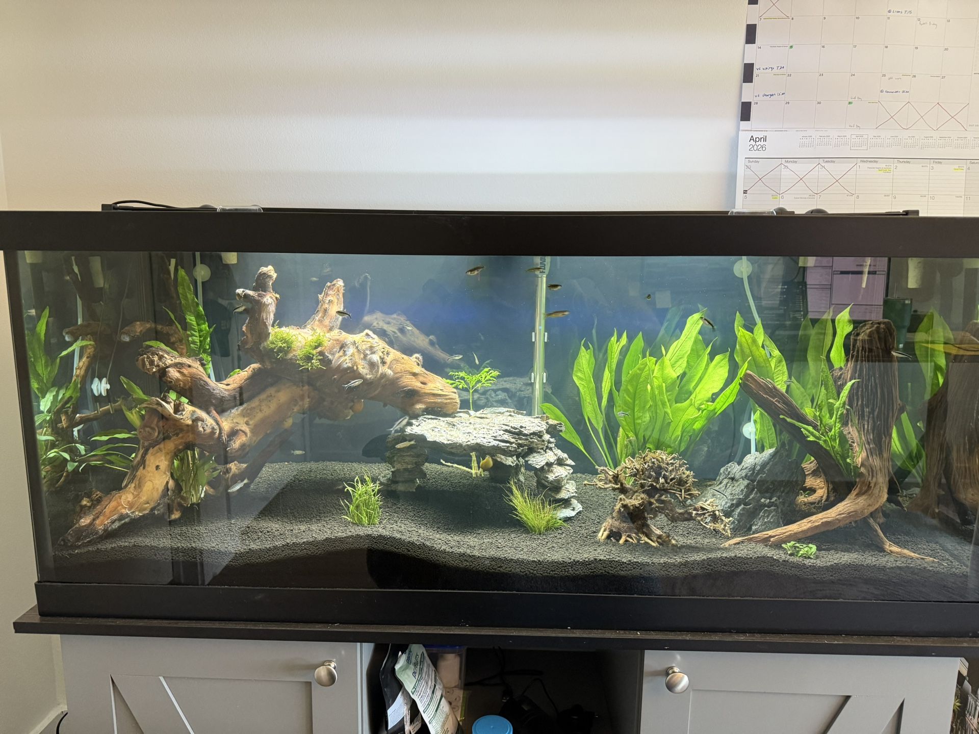 75 gallon Tank & Stand - can Deliver 