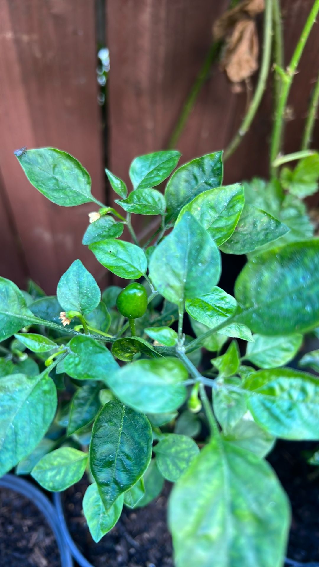 Chiltepin