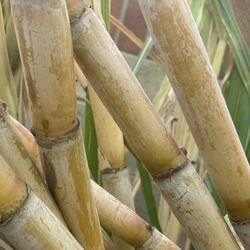 Sugarcane 