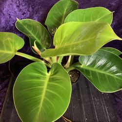 4” Philodendron Moonlight Plant