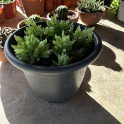 Succulent Plant