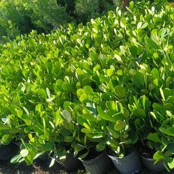 🪴🪴 Clusia 3gl Privacy Hedge Plants $4.50