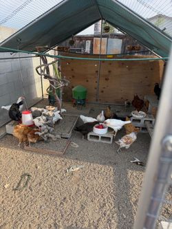 “Chicken”coop