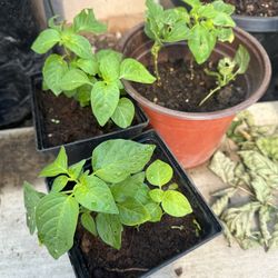 Hot Spicy Asian Chili Plant