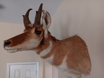 Pronghorn Deer Mount