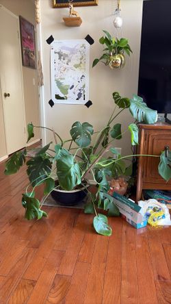 Monstera moving sale