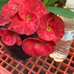 Corona De Cristo / Florgrande / Mide 19"