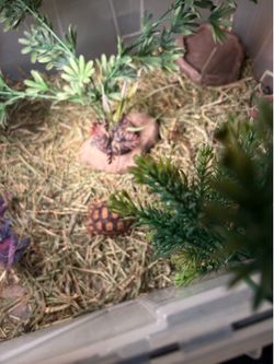 Sulcata tortoise supplies