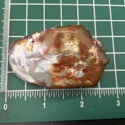 Petrified Wood 