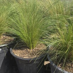 Mexican Feather Grass 