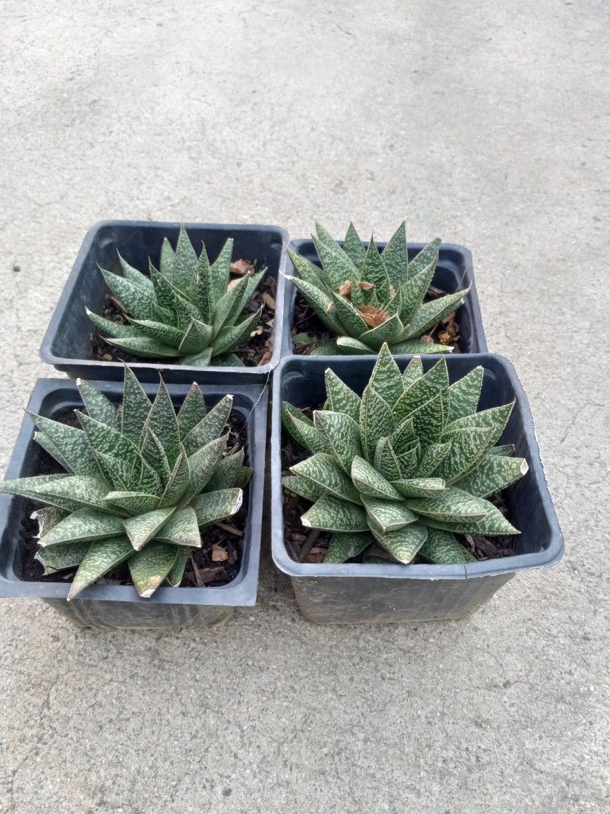 Succulent Nice Plants 5.00 Each Buy Now 