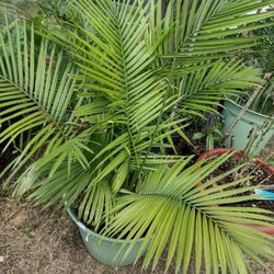Exotic Plants Palms Ivy's Ferns Roses Mum's Orchids Crepe Myrtles Trees Cactus Succulents 