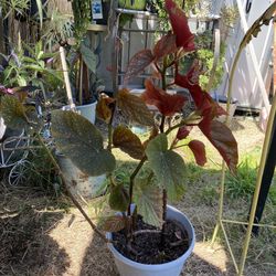 Beautiful Angel Wings Plants