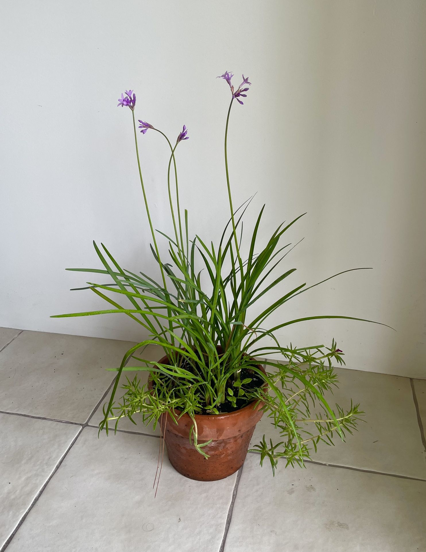 Society, garlic, ornamental plant