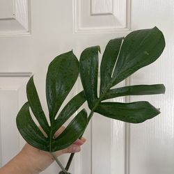 Rhaphidophora Decursiva ‘Dragon tails’ plant CUTTING