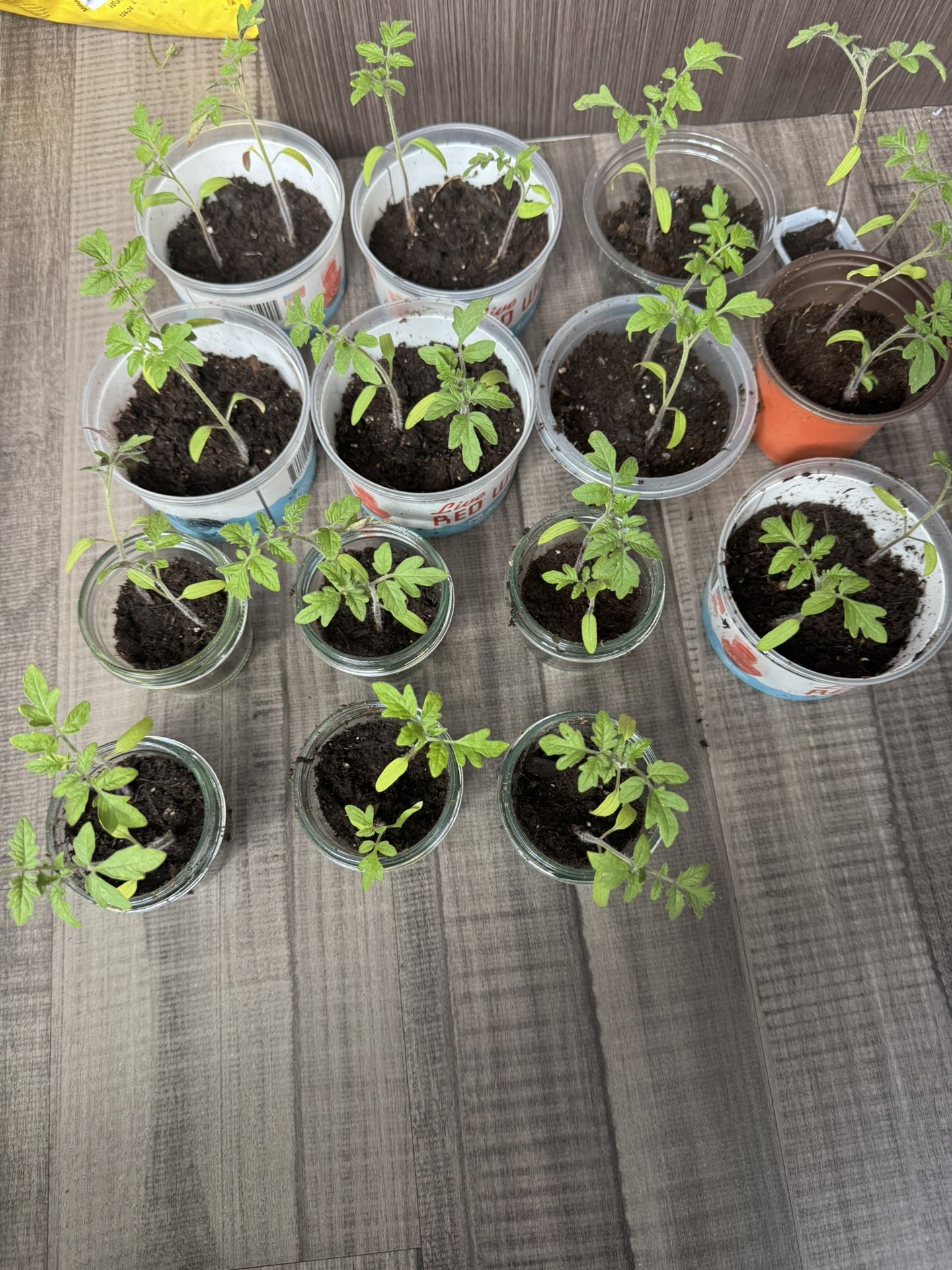 Tomato Starts