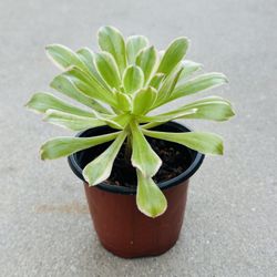 Succulents plants 🪴 