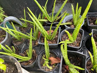 Aloe plants