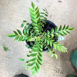 Healthy Curry leaves Plants $7 Each