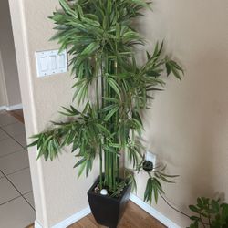 Bamboo Plant In Pot