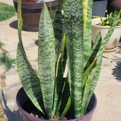 Sneak Plant 