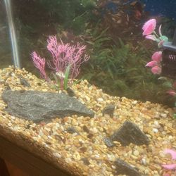 Fish Tank / Aquarium 