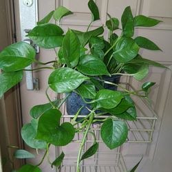 Jade Philodendron Large established plant 