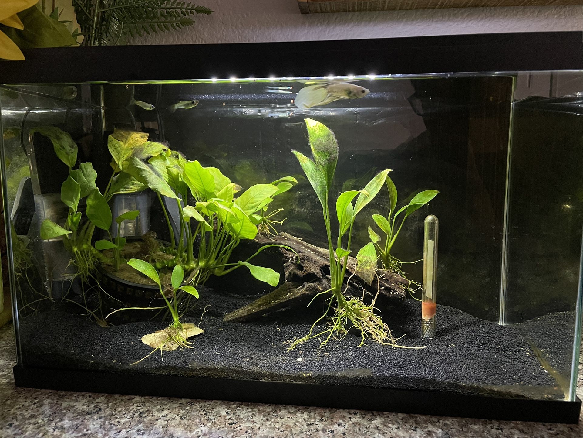 5 Gallon Tank